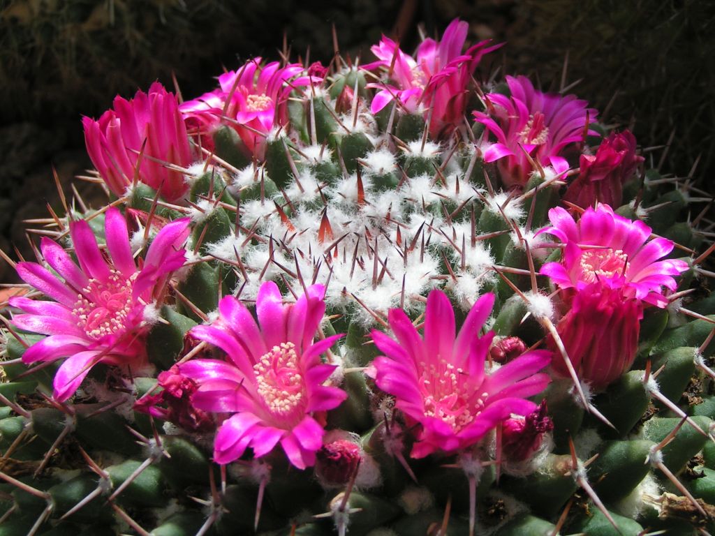 Mammillaria magnimamma